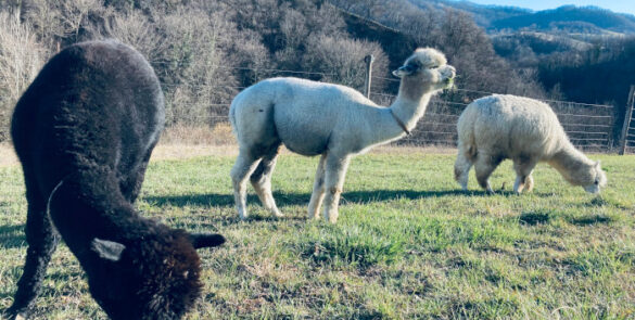 alpaca