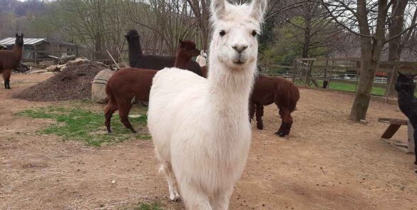 alpaca-Valchiusella